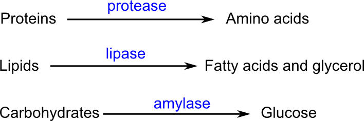 Earthworm body wall, Earthworm coelom, Earthworm locomotion, Earthworm digestive system, longitudinal muscles, coelomic fluid, circular muscles, segments